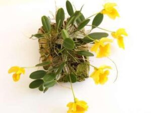 Dendrobium Lobatum Live Plant — Dendrobium lobatum