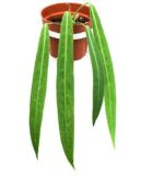 Silver Squill Ledebouria Plant — Ledebouria socialis