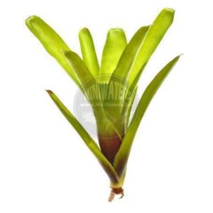 Nepenthes Lady Luck Plant — Nepenthes 'Lady Luck'