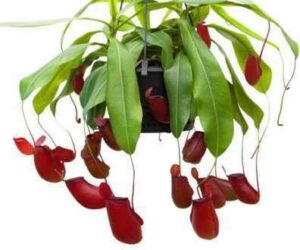 Trailing Peperomia Prostrata Plant — Peperomia prostrata