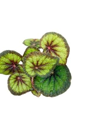 Begonia Rex Flush Plant — Begonia rex 'Flush'
