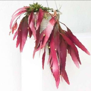 Pilea Terrarium Live Plant — Pilea sp.