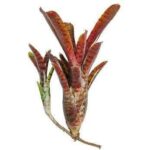 Anthurium Pallidiorum Live Plant — Anthurium pallidiorum