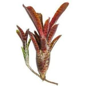 Anthurium Pallidiorum Live Plant — Anthurium pallidiorum