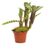 Pilea Depressa Live Plant — Pilea depressa