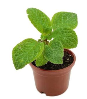 Dischidia Oiantha Live Plant — Dischidia oiantha