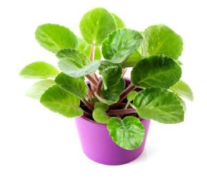 Episcia Cupreata Silver Plant — Episcia cupreata 'Silver'