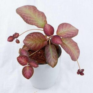 Episcia Emerald Velvet Plant — Episcia 'Emerald Velvet'