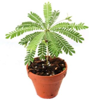 Rhaphidophora Hayi Live Plant — Rhaphidophora hayi