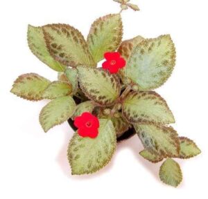 Pilea Microphylla Micro Plant — Pilea microphylla