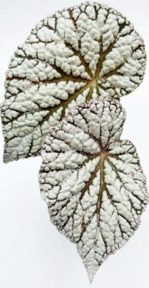 Begonia Rex Hybrid White — Begonia rex 'White Hybrid'