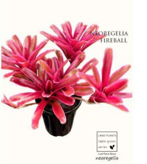 Jurassic Sensitive Live Plant — Biophytum sensitivum