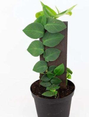 Pothos Scandens Live Plant — Pothos scandens