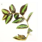 Pellionia Repens Live Plant — Pellionia repens