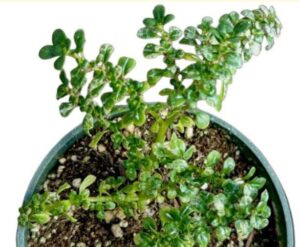 Creeping Fig Live Plant — Ficus pumila