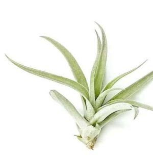 Tillandsia Argentea Live Plant — Tillandsia argentea