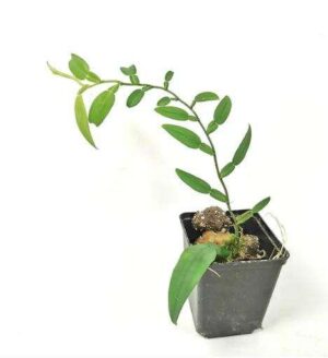 Tillandsia Harrisii Live Plant — Tillandsia harrisii