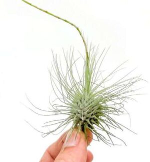Flame Violet Live Plant — Episcia cupreata