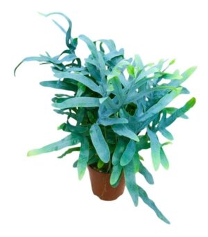 Hemionitis Arifolia Heart Fern Plant — Hemionitis arifolia