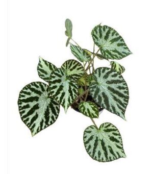 Begonia Imperialis Live Plant — Begonia imperialis