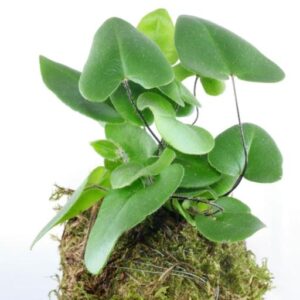 Blue Star Fern Plant — Phlebodium aureum
