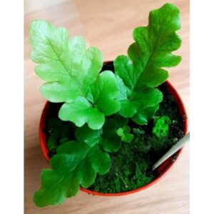 Tectaria Zeylanica Live Plant — Tectaria zeylanica