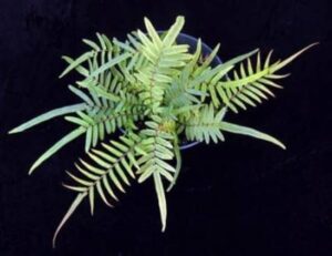 Chinese Brake Fern Plant — Pteris vittata