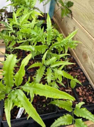Bamboo Fern Live Plant — Coniogramme emeiensis