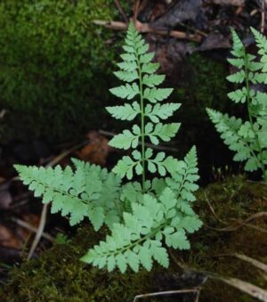 Fragile Fern Live Plant — Cystopteris fragilis
