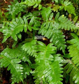 Selaginella Borneo Black Plant — Selaginella sp. 'Borneo Black'