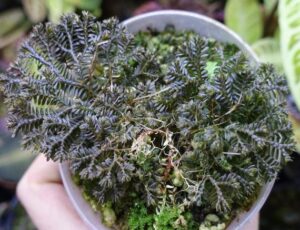 Shaking Brake Fern Plant — Pteris ensiformis