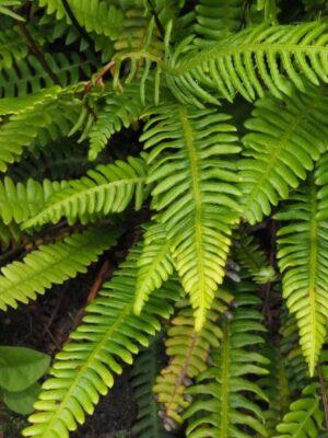 Hay Rake Fern Plant — Adiantum sp.