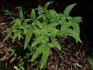 Australian Sword Fern Plant — Nephrolepis obliterata