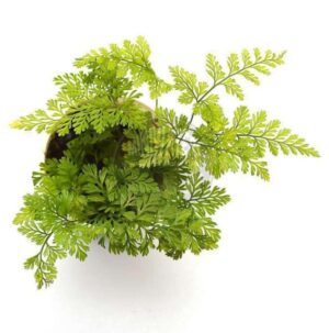 Rough Maidenhair Fern Plant — Adiantum hispidulum