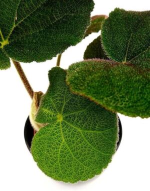 Begonia Masoniana Green Plant — Begonia masoniana 'Green'