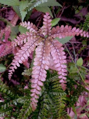 Kenzoi Fern Live Plant — Microsorum musifolium 'Kenzoi'
