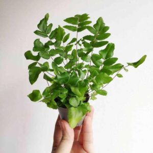 Silver Lace Fern Plant — Pteris ensiformis 'Evergemiensis'