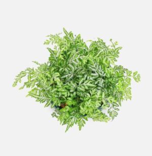 Bolbitis Sinuosa Live Plant — Bolbitis sinuosa