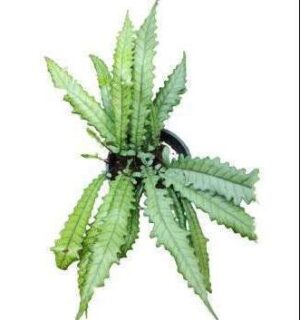 Rabbit's Foot Fern Plant — Davallia fejeensis