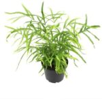 Hardy Ribbon Fern Plant — Pteris cretica