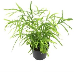 Hardy Ribbon Fern Plant — Pteris cretica
