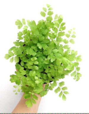 Maidenhair Fern Live Plant — Adiantum capillus-veneris
