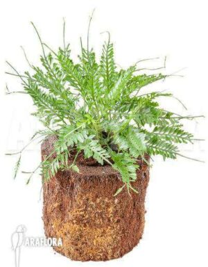 Mrisa Fern Live Plant — Microsorum scolopendria