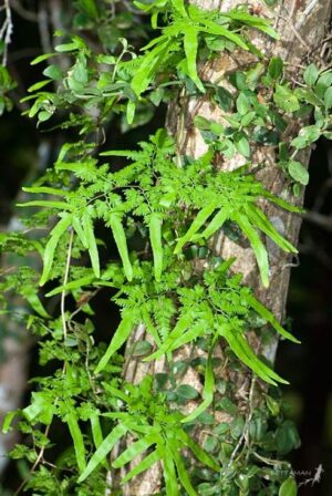 Cliffbrake Fern Live Plant — Pellaea sp.