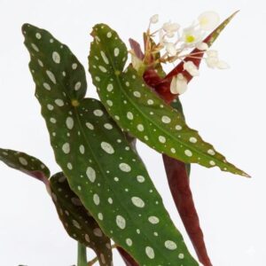 Begonia Maculata Live Plant — Begonia maculata