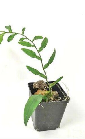 Old World Climbing Fern Plant — Lygodium microphyllum