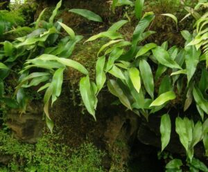 Pyrrosia Fern Live Plant — Pyrrosia lingua
