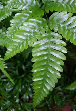 Pteris Cretica Fern Plant — Shaking Brake Fern