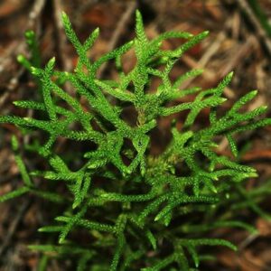 Staghorn Clubmoss Live Plant — Lycopodium squarrosum