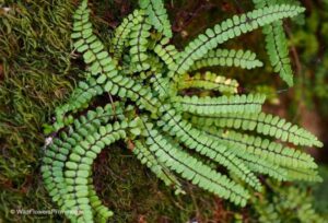 Western Maidenhair Fern Plant — Adiantum aleuticum